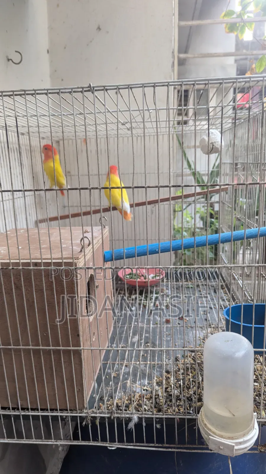 লাভ বার্ড, Love Bird