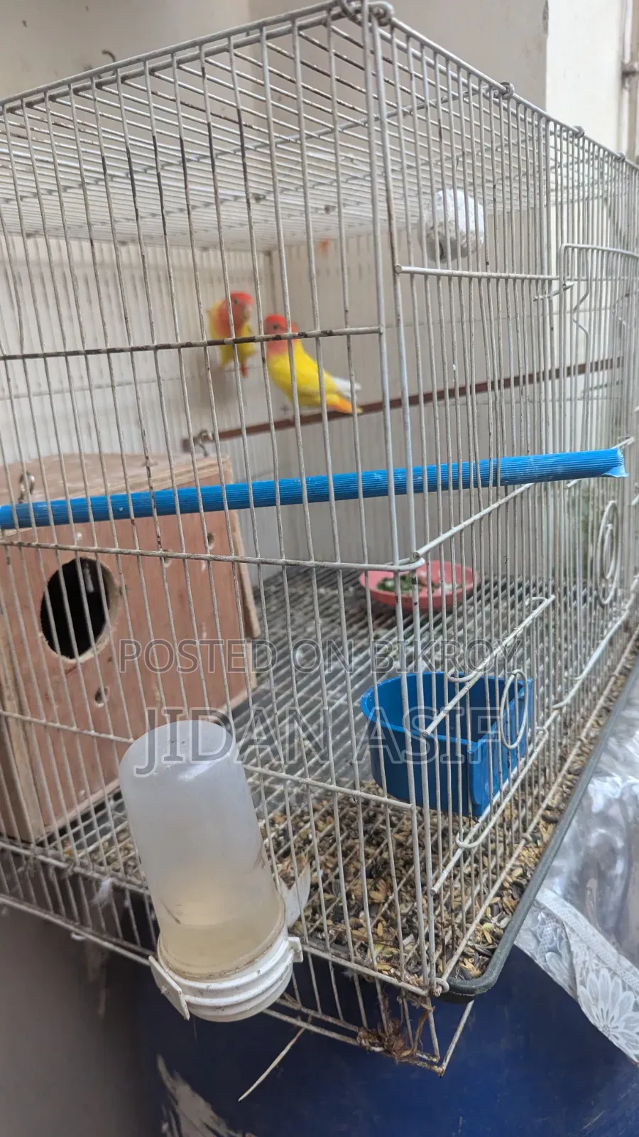 লাভ বার্ড, Love Bird