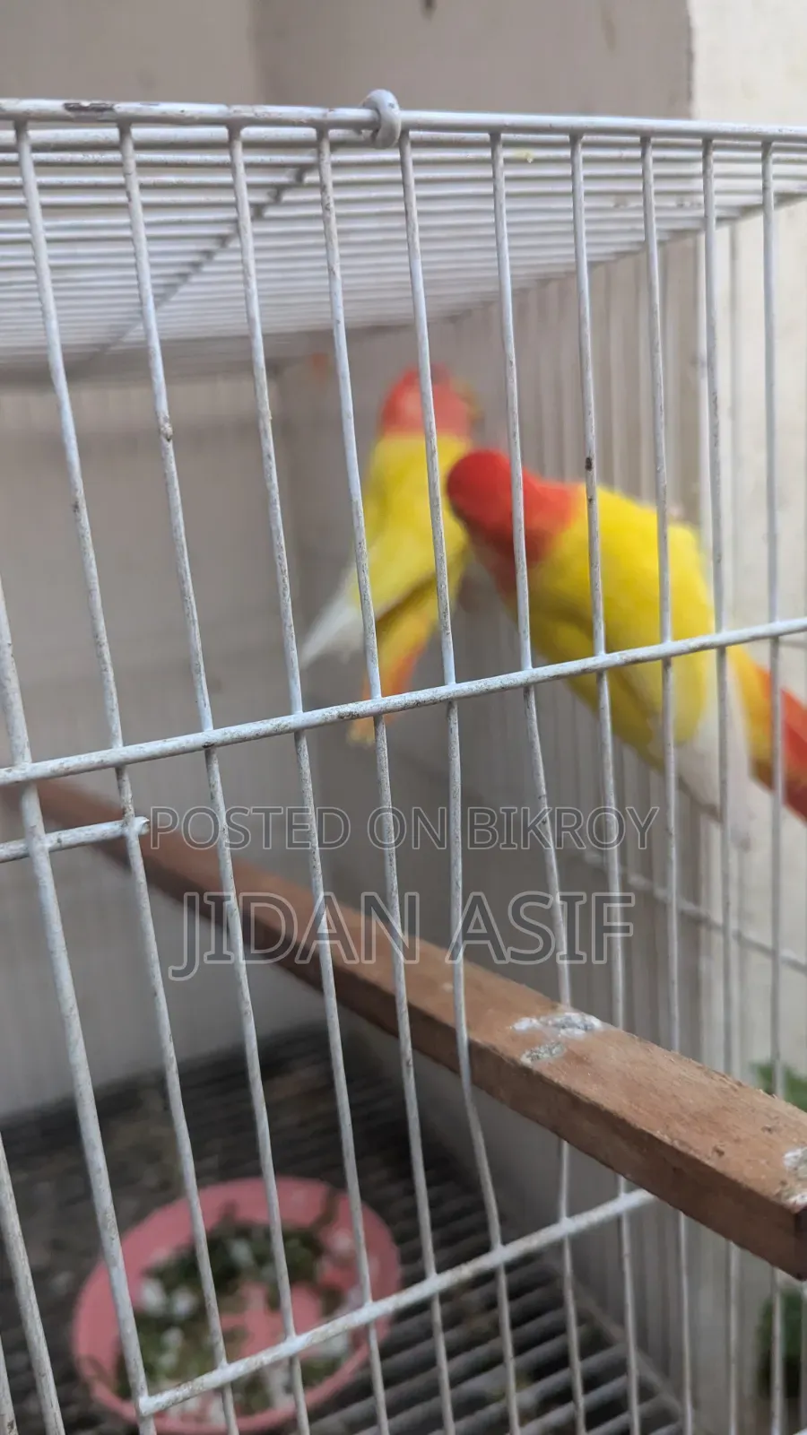 লাভ বার্ড, Love Bird