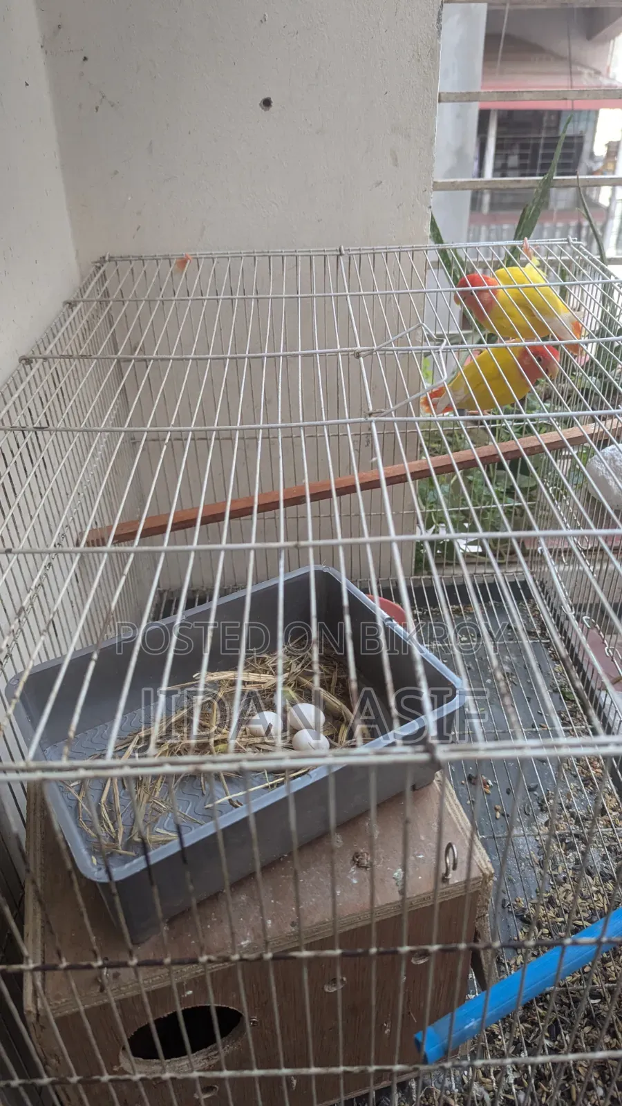 লাভ বার্ড, Love Bird