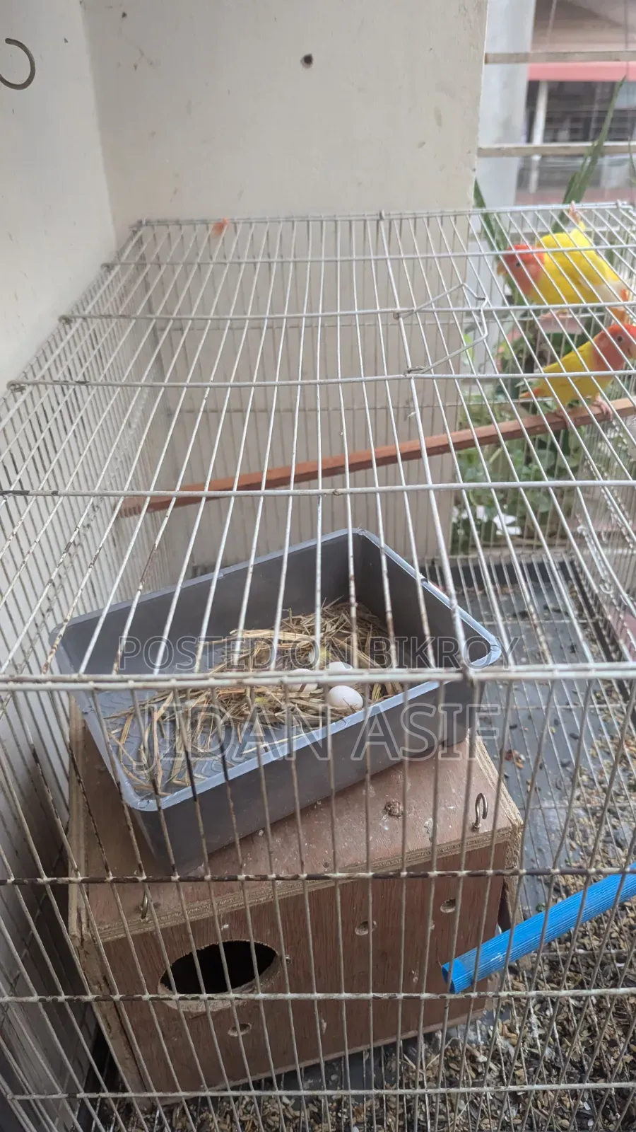 লাভ বার্ড, Love Bird
