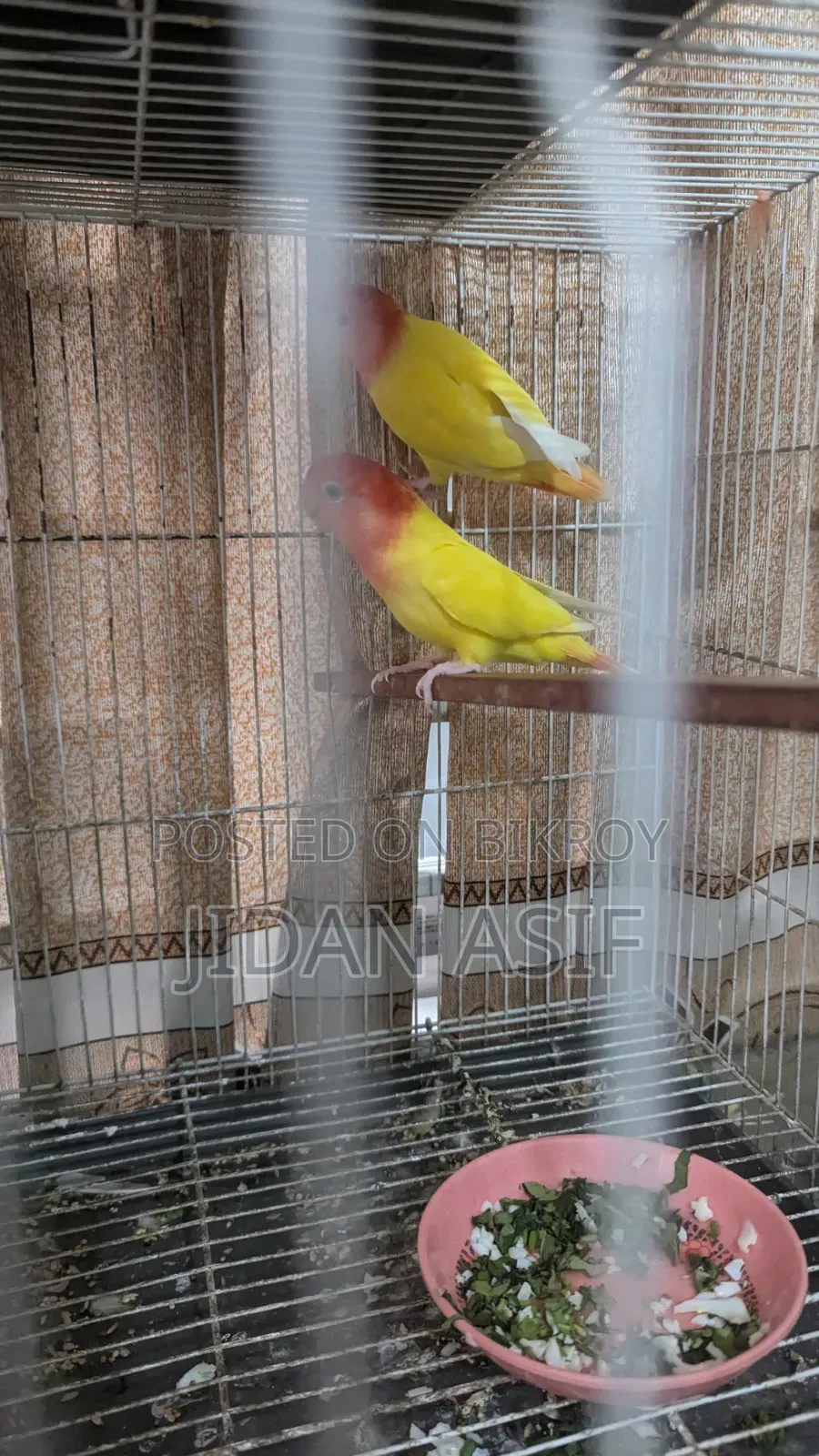 লাভ বার্ড, Love Bird