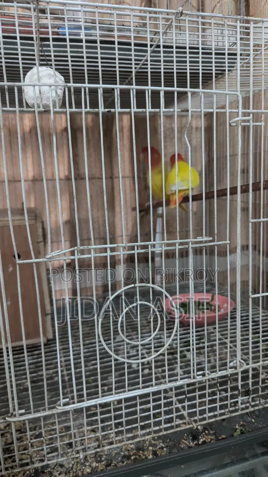 লাভ বার্ড, Love Bird