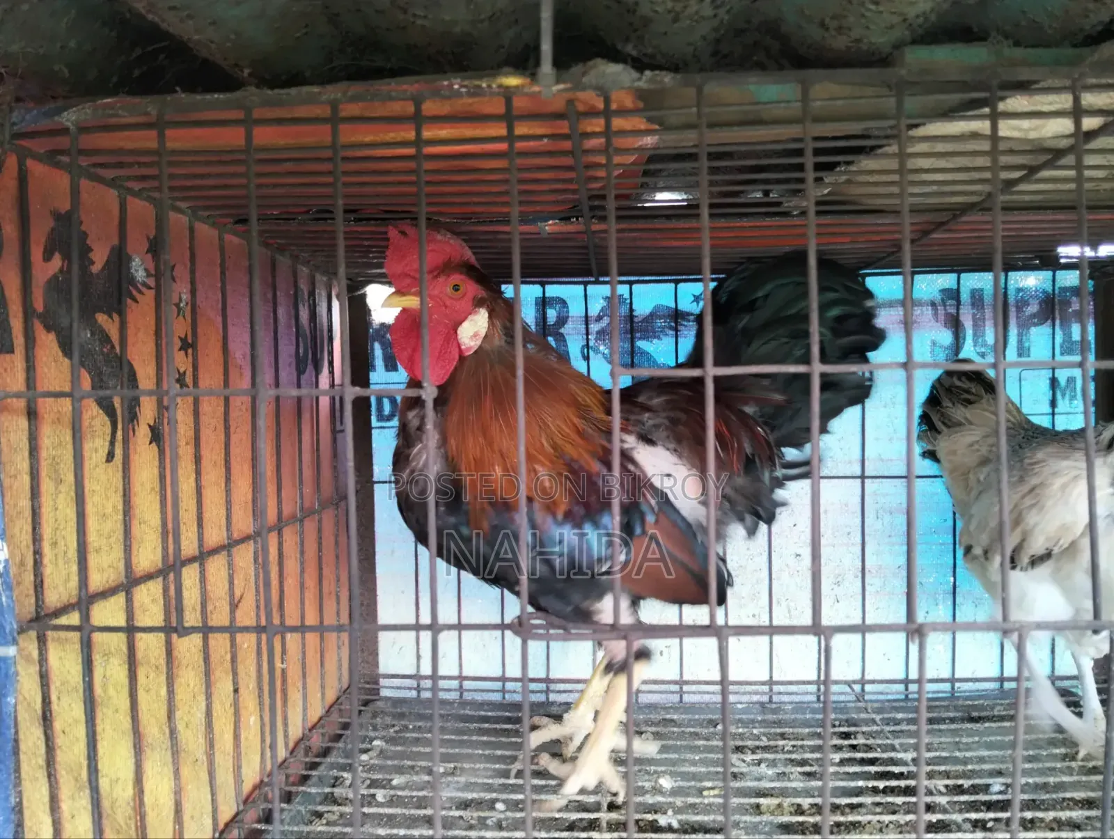 দেশি বড় মোরগ