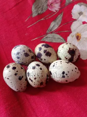 Super Coturnix (Safe Egg and Meat)