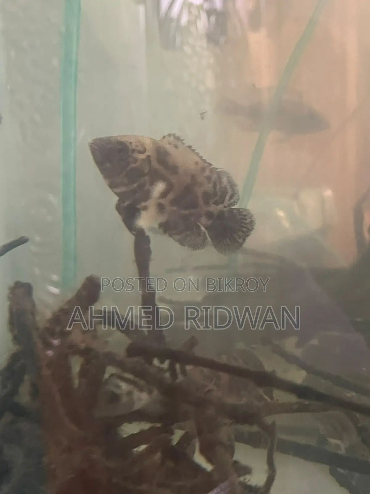 টাইগার অস্কার ২ ইঞ্চি
