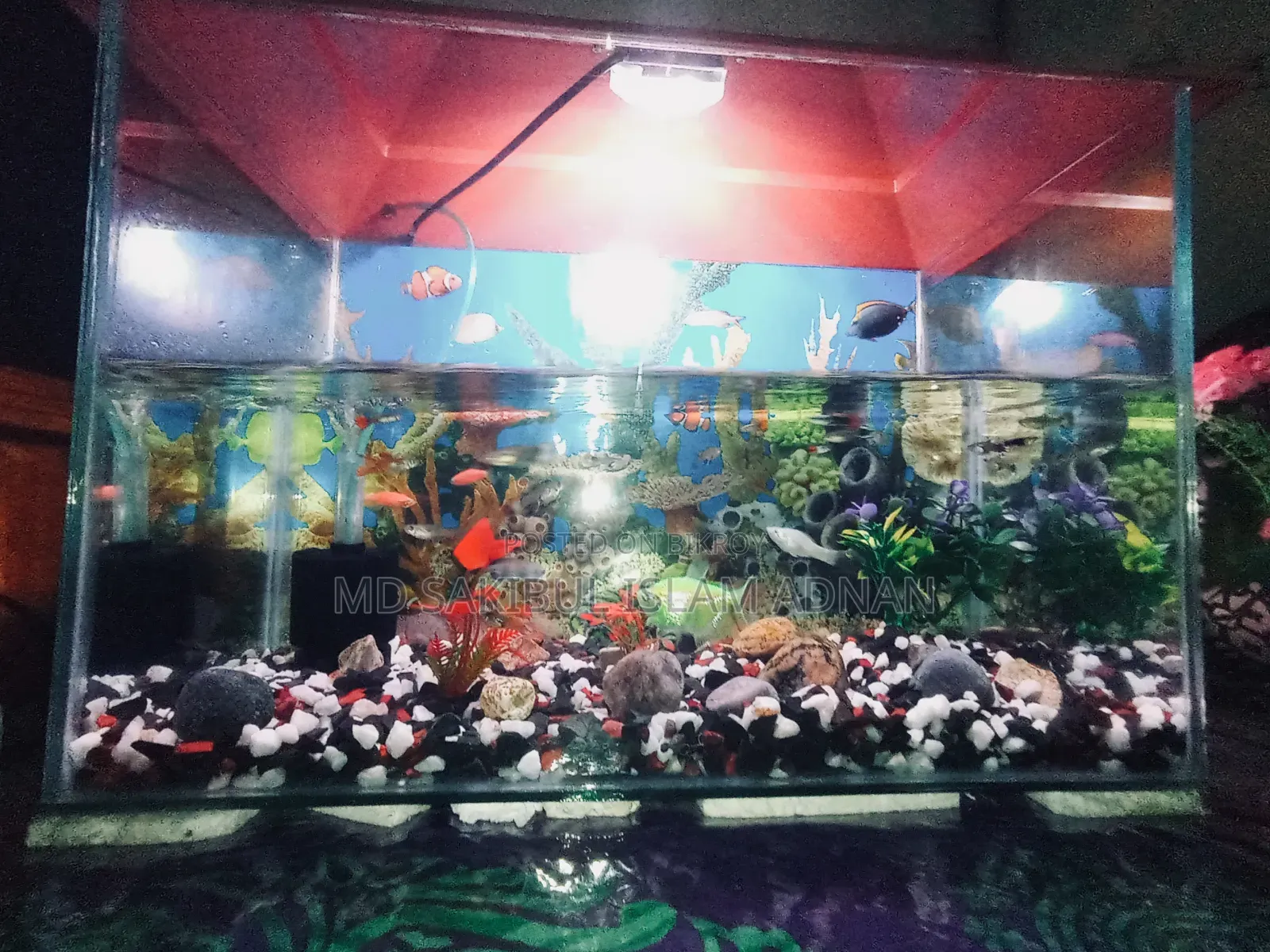 একুরিয়াম বিক্রি হবে মাছ সহ ফুল সেটআপ