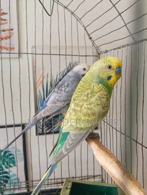 বাজরিগার পাখি