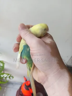 ব্লাডগারিজার পাখি মাদি - ডম পাইড
