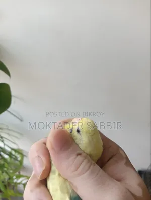 ব্লাডগারিজার পাখি মাদি - ডম পাইড