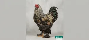 ব্রাহমা × কোচিন ক্রস মুরগি বিক্রি হবে