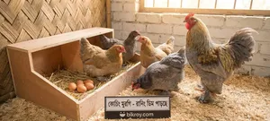 ব্রাহমা × কোচিন ক্রস মুরগি বিক্রি হবে