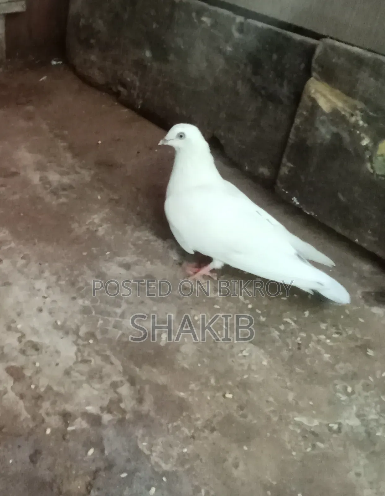 দেশি কবুতর