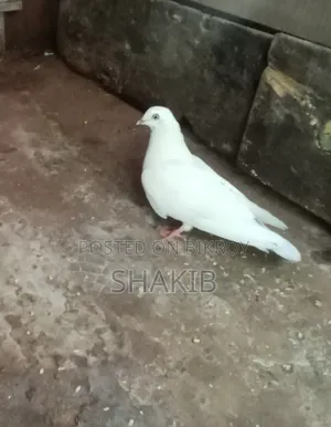 দেশি কবুতর