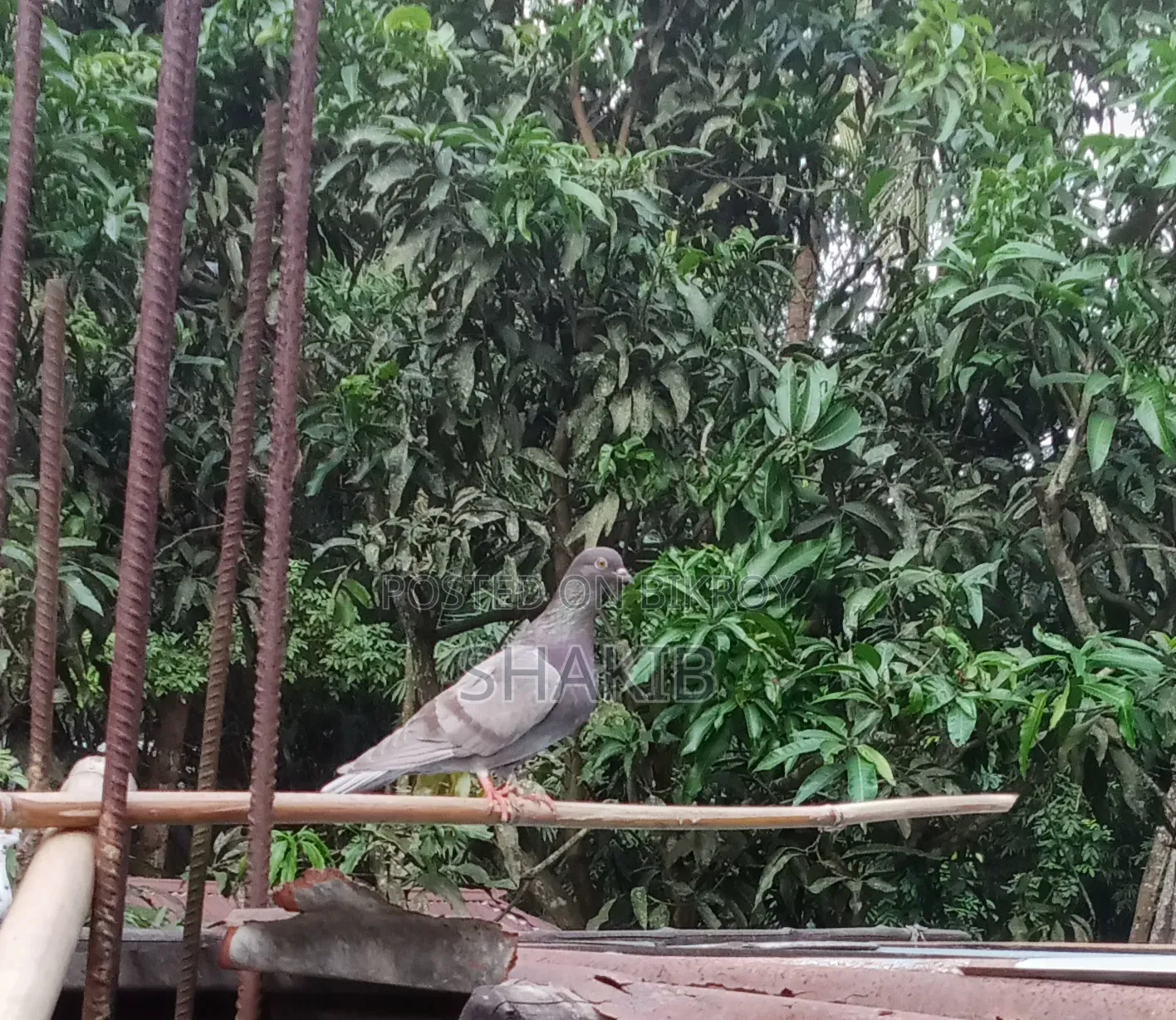 দেশি কবুতর