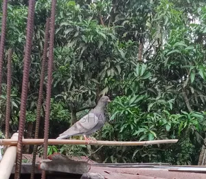দেশি কবুতর