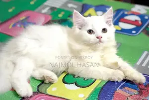 ৬-১২ মাস বয়সী পুরুষ খাঁটি পার্সিয়ান