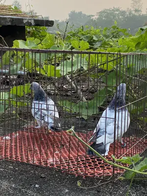 Pigeon .kobutor