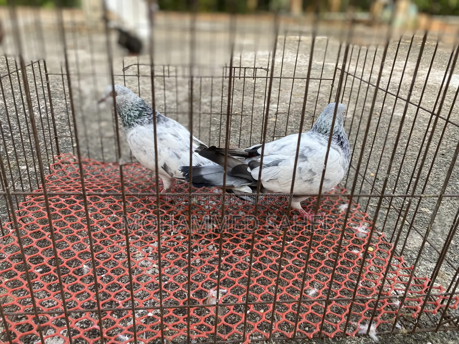 Pigeon .kobutor