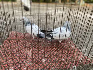 Pigeon .kobutor