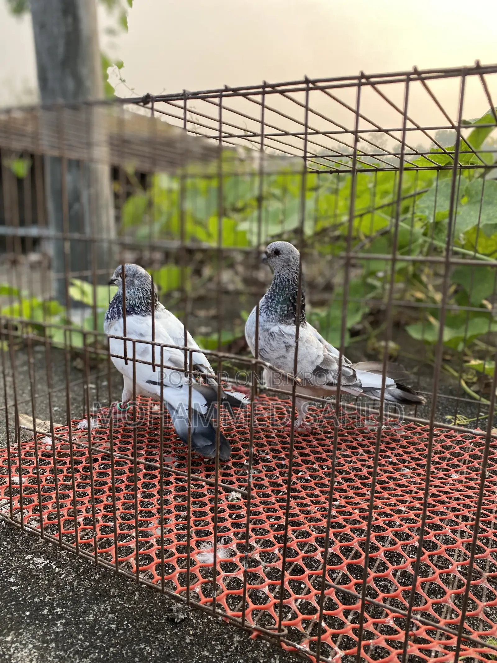 Pigeon .kobutor