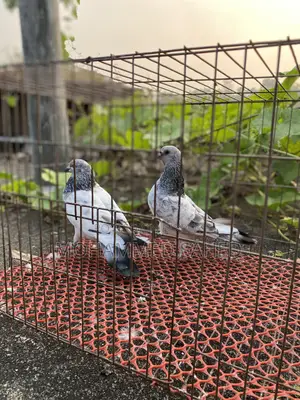 Pigeon .kobutor