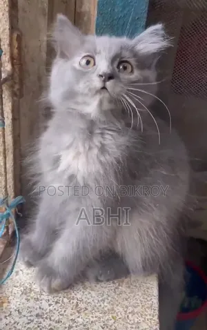 ৩-৬ মাসের ফিমেল পিউরব্রেড পার্সিয়ান