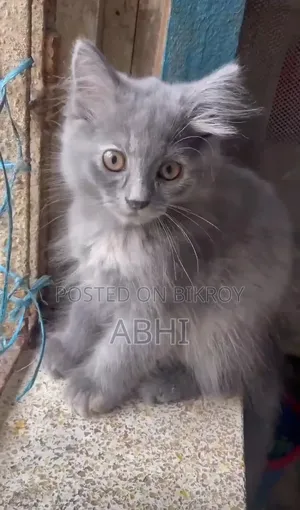 ৩-৬ মাসের ফিমেল পিউরব্রেড পার্সিয়ান