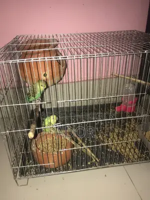 বার্জিগার পাখি মেল