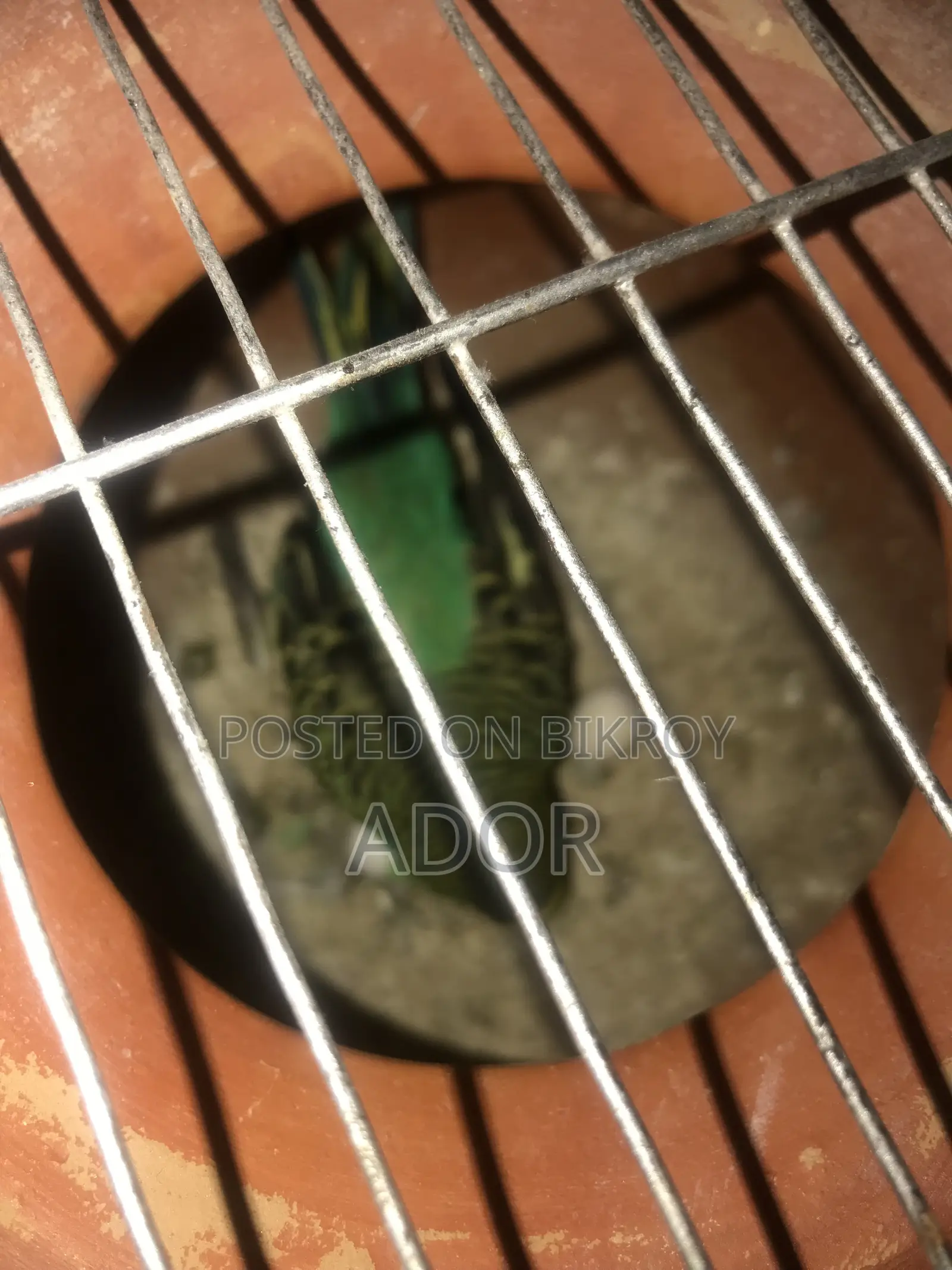 বার্জিগার পাখি মেল