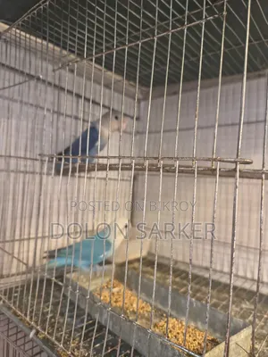 ভায়োলেট অপালাইন লাভবার্ডস