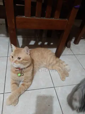 1+ Year Male Mixed Breed Cat
