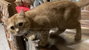 1+ Year Male Mixed Breed Cat