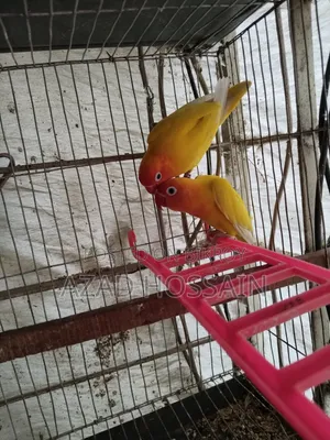 লাভ বার ইয়োলো ফিসার রানিং চেয়ার