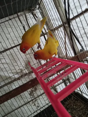 লাভ বার ইয়োলো ফিসার রানিং চেয়ার