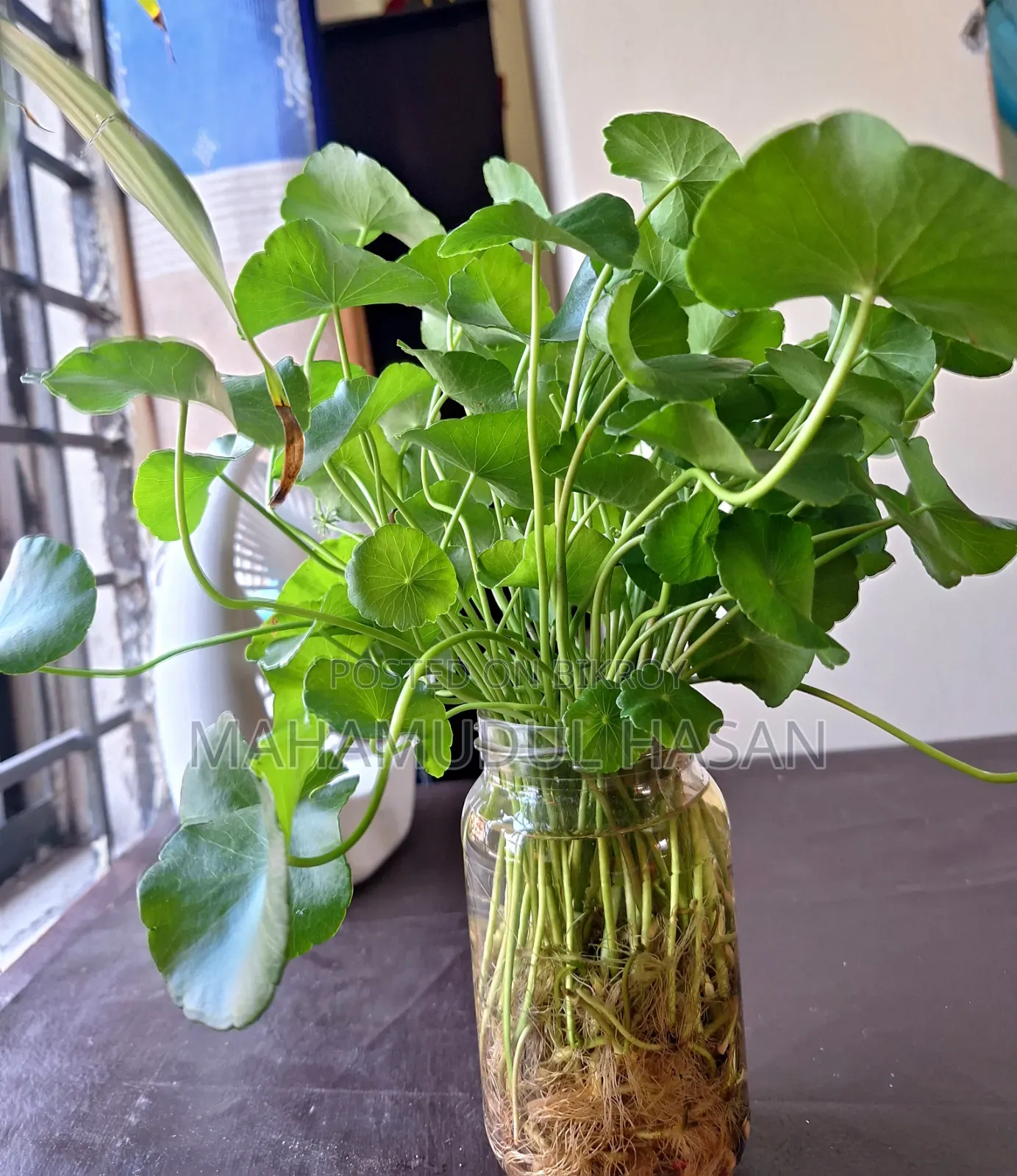 Coin Plant