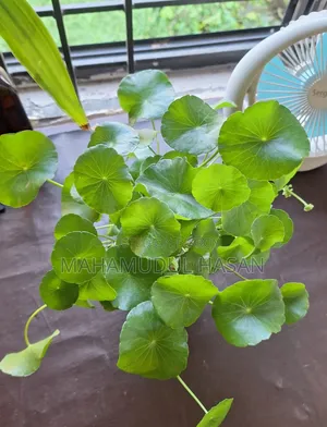 Coin Plant
