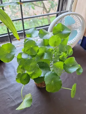 Coin Plant