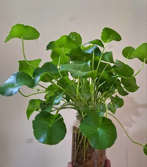 Coin Plant
