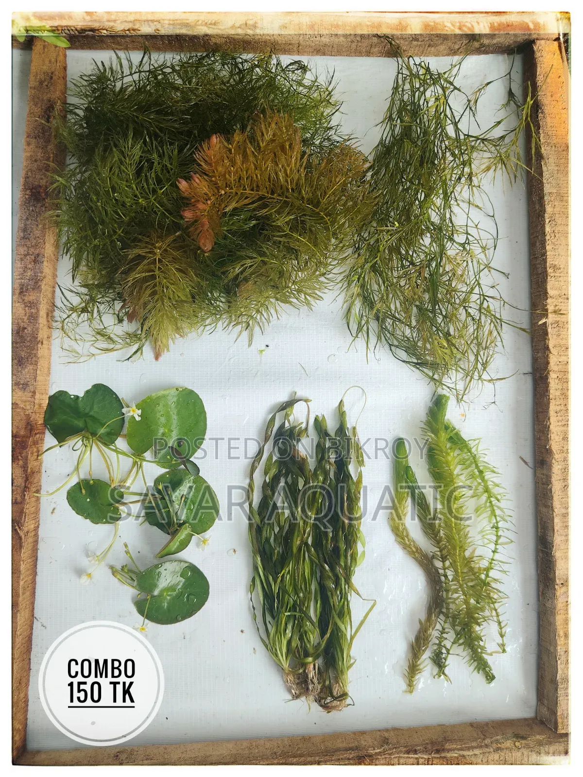 Aquarium Plants