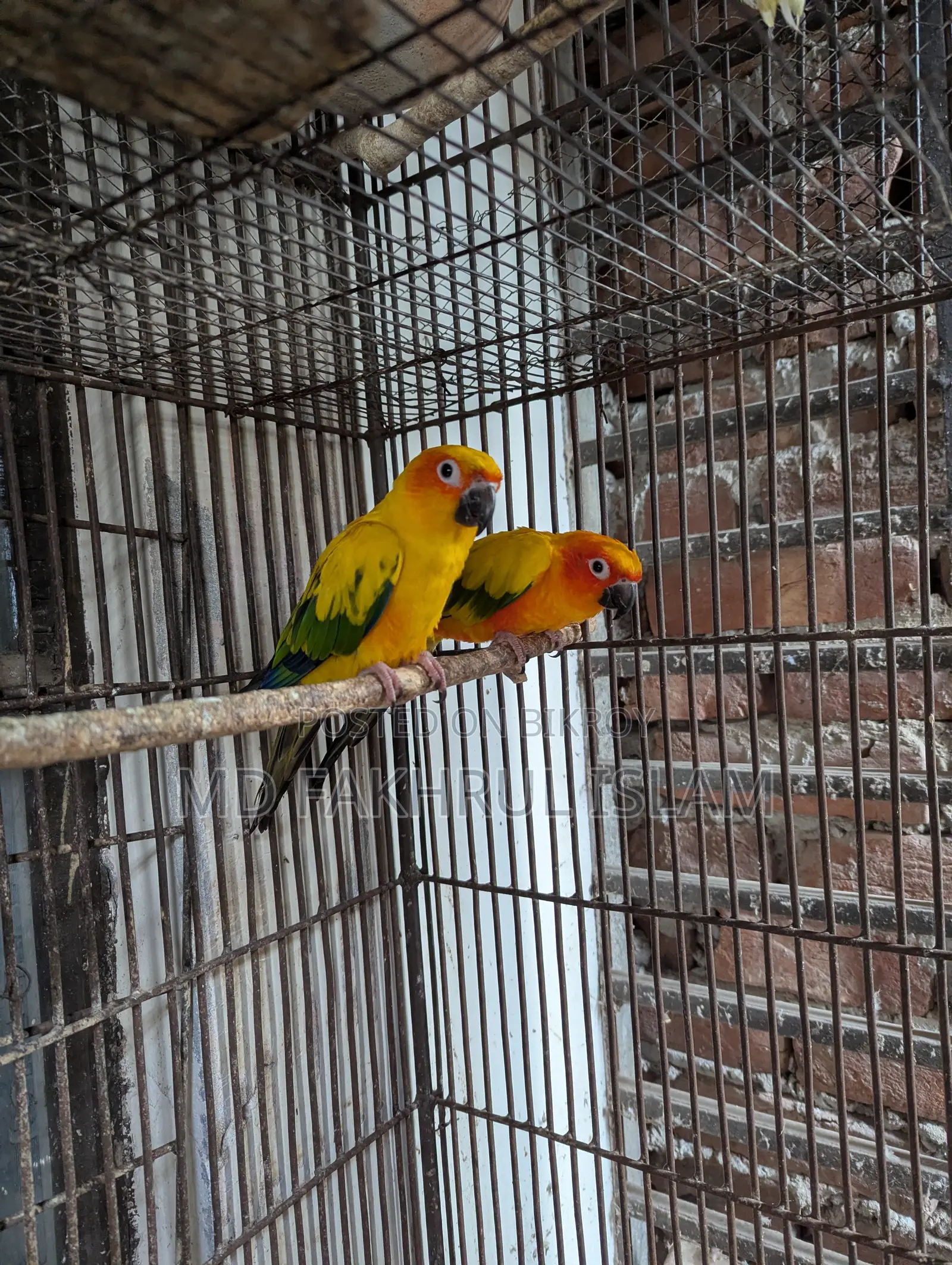 সান কনুরের জোড়া