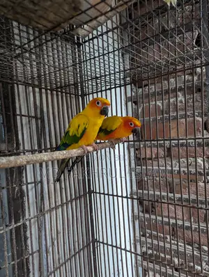 সান কনুরের জোড়া