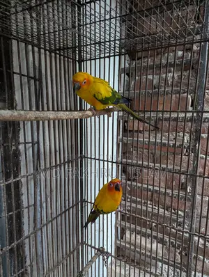 সান কনুরের জোড়া