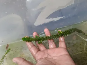 একুরিয়াম প্লান্ট, Aquarium Plant.