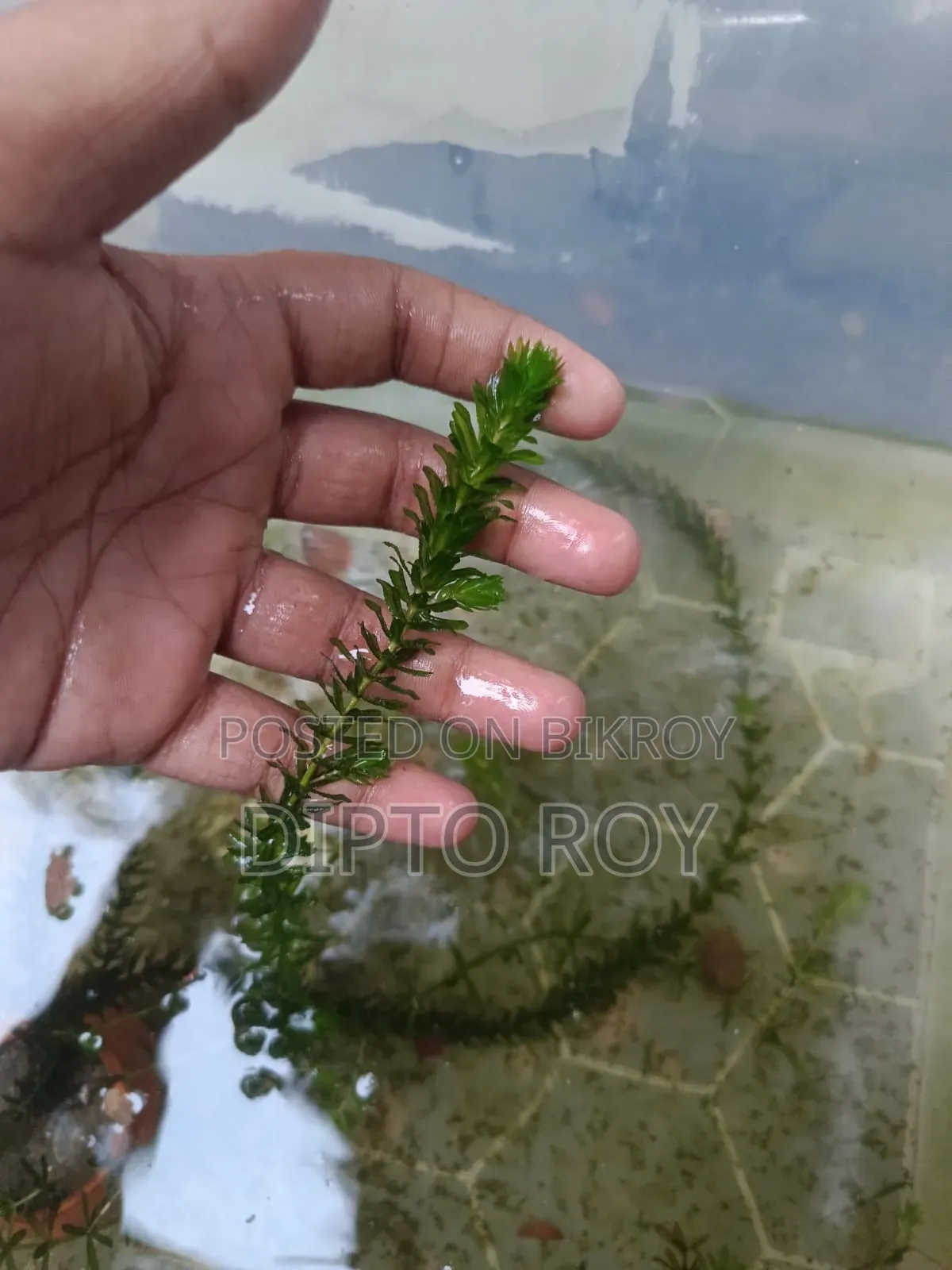 একুরিয়াম প্লান্ট, Aquarium Plant.