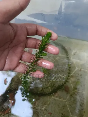একুরিয়াম প্লান্ট, Aquarium Plant.