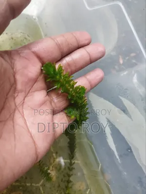 একুরিয়াম প্লান্ট, Aquarium Plant.