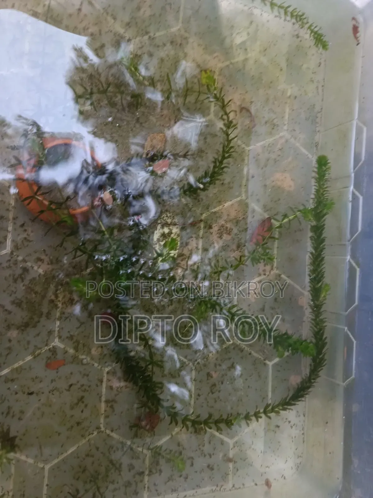 একুরিয়াম প্লান্ট, Aquarium Plant.