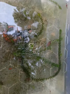 একুরিয়াম প্লান্ট, Aquarium Plant.