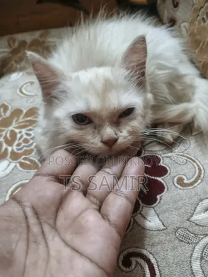 ১-৩ মাসের ফিমেল পিওরব্রেড পার্সিয়ান